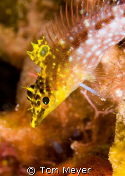 Diamond Blenny, Nikon 60 mm by Tom Meyer 